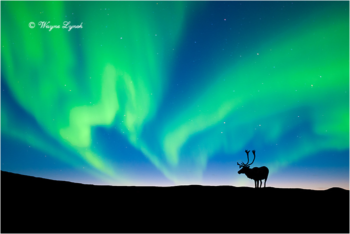 Caribou Bull & the Northern Lights 107 by Dr. Wayne Lynch &copy;